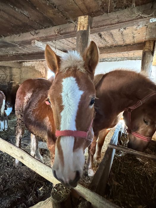 Mânz de 6 luni din cai buni