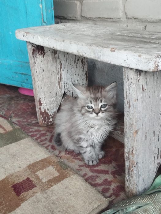 Котята, 4 девочки