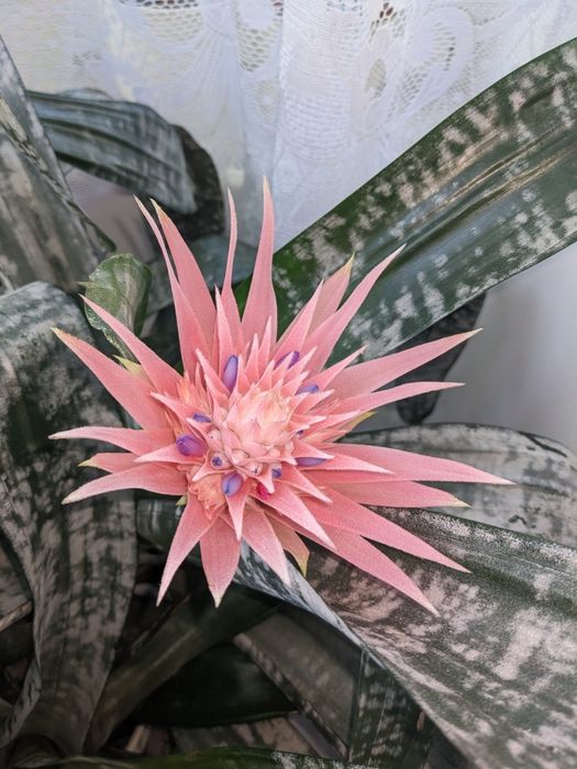 Plantă de interior Ecmea( Aechmea fasciata)