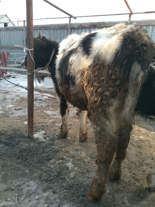 Продается бичок аппетит хорошо