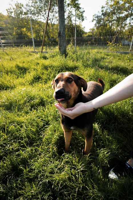 Maggie, pentru adoptie