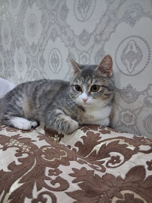 Продаем кошку в хорошие руки