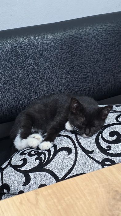 Ищу дом котенку девочке