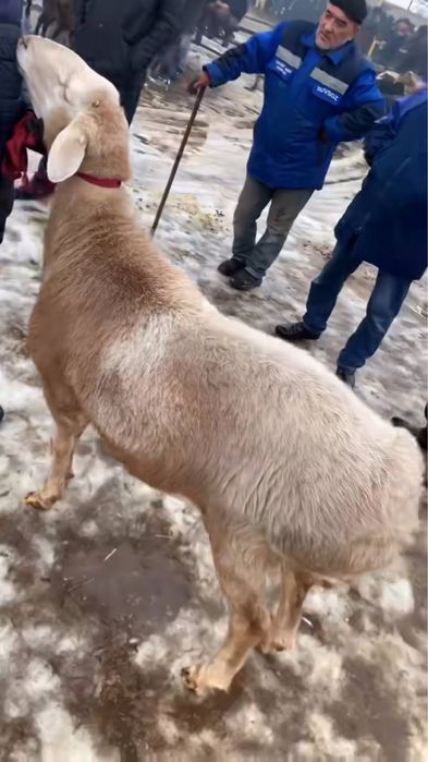 Qo’chqor sotiladi !