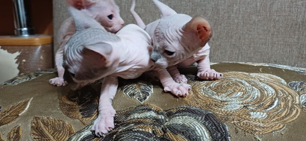 Продам котят сфинксов