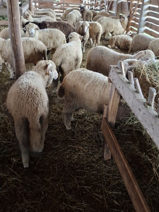 Vand miei merinos