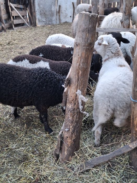 Vand miei rasa dorper