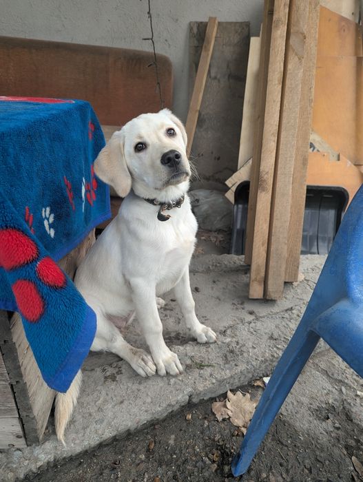 Продам щенка лабрадора девочку (метис)