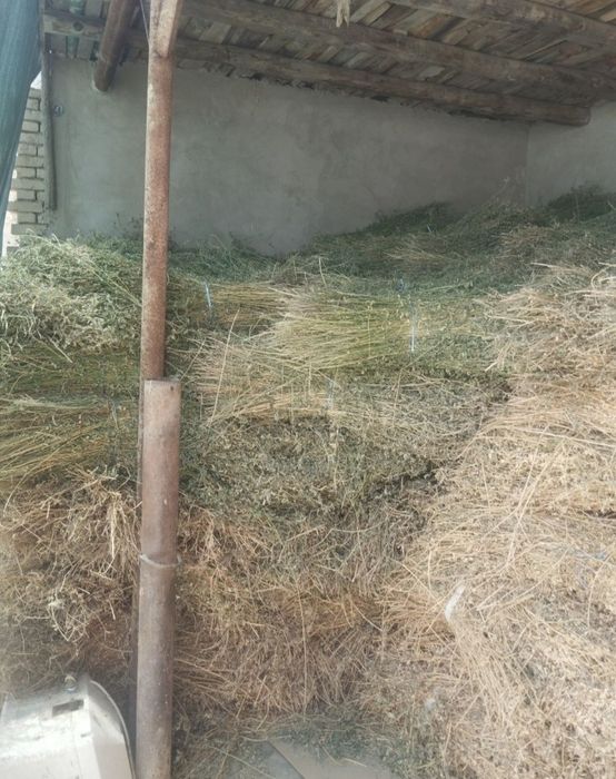 Бог Беда сотилади