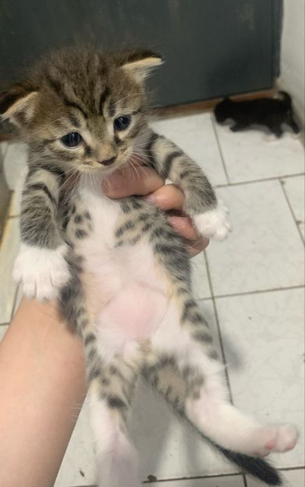 Продается котёнок мальчик,