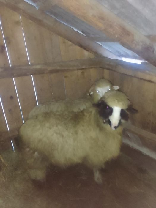 Noatin Brez de vânzare