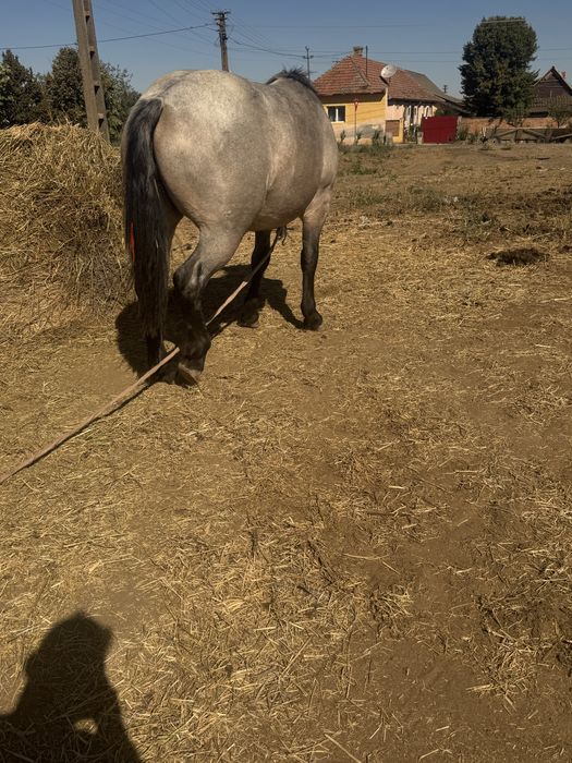 Caii de vanzare judetul arad
