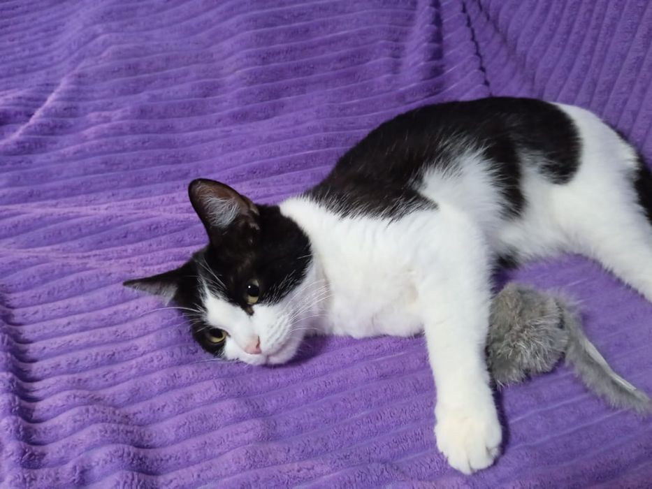 Отдам в добрые руки кота!