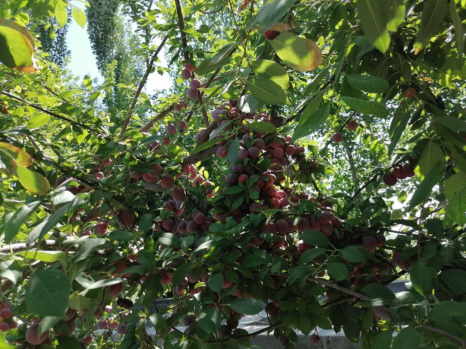 Yer sotiladi G’ijduvon