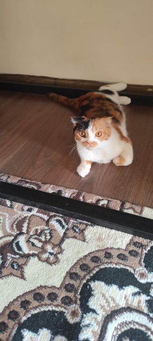 Toza uy Mushugi Sotiladi
Zoti: schotish fold high