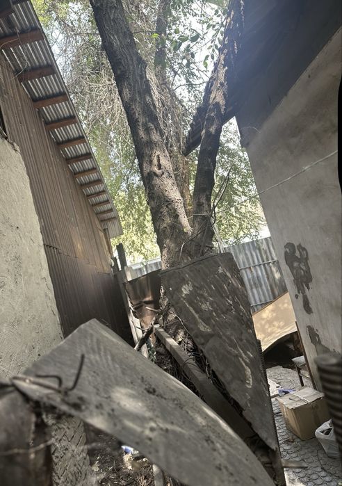 Отдам деревья на дрова