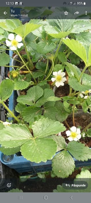 Casuni Rodire Tot Anul