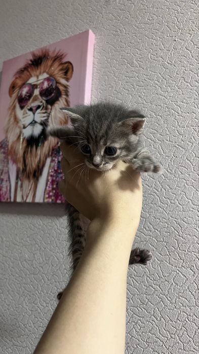 мысық,кошки беремізз
