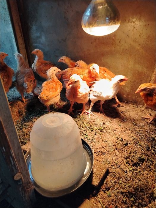 Поладки, пилета, породи за яйца