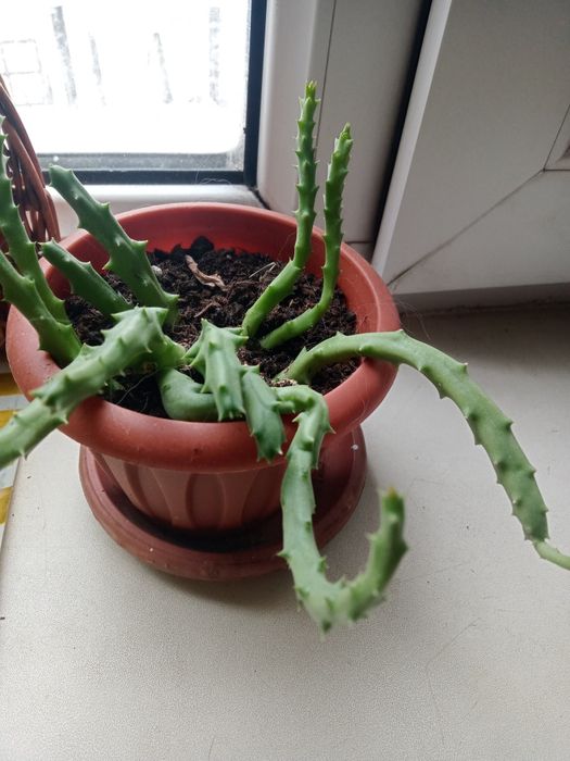 Продам цветы,два вида.