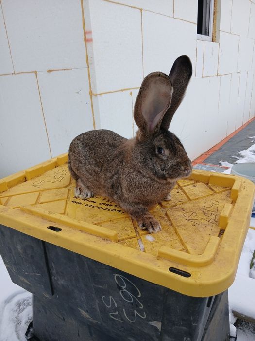 Iepuri iepuroaice urias german