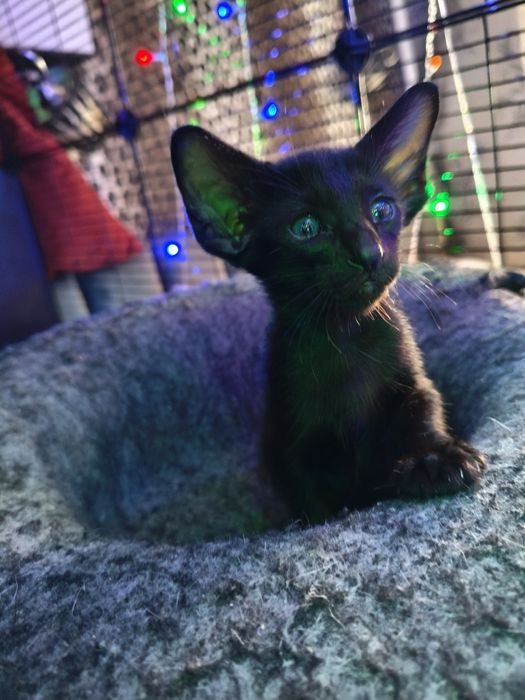 Ориентальные котята