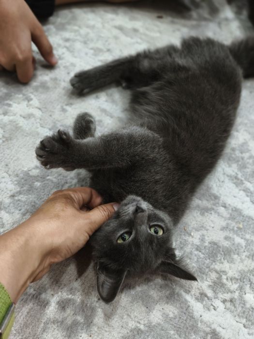 Отдам котенка в добрые руки