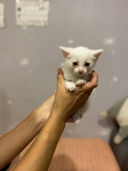 Отдам белых котят