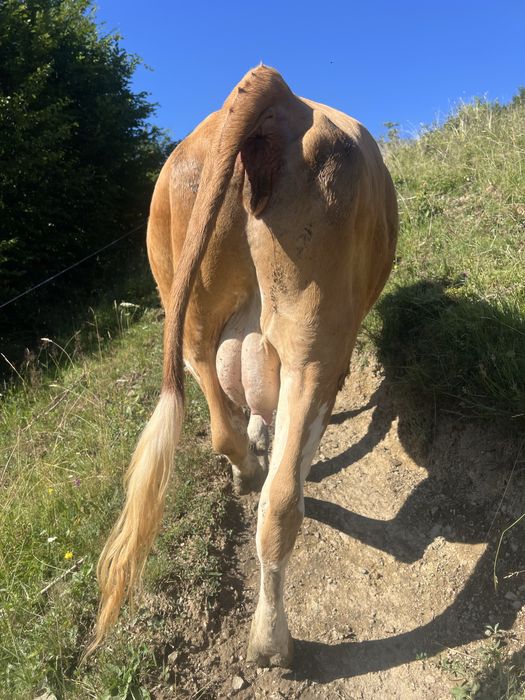 De vânzare juninca de 2 ani deafata