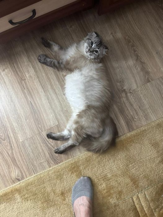 Отдам кошку в хорошие руки!