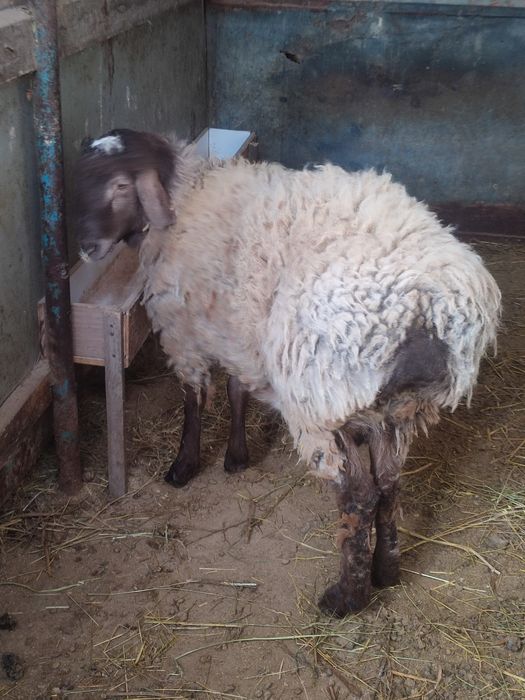 Кошкар на племя домашний