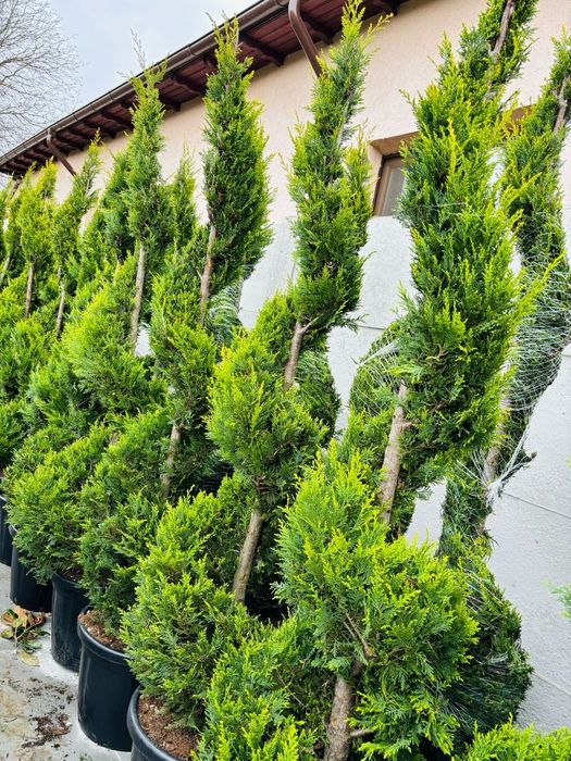 Gazon rulou,tuia smaralad tuia leilandi direct de la producător.