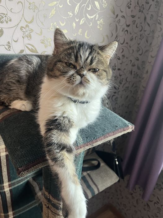 Кошка ищет жениха