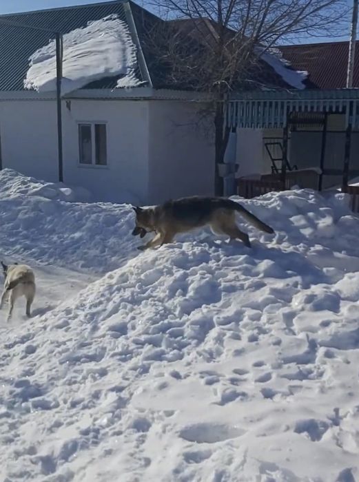Немецкий овчарка