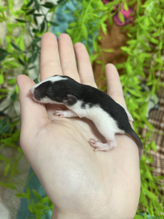 Крысята (крысы,крыса,крыски)