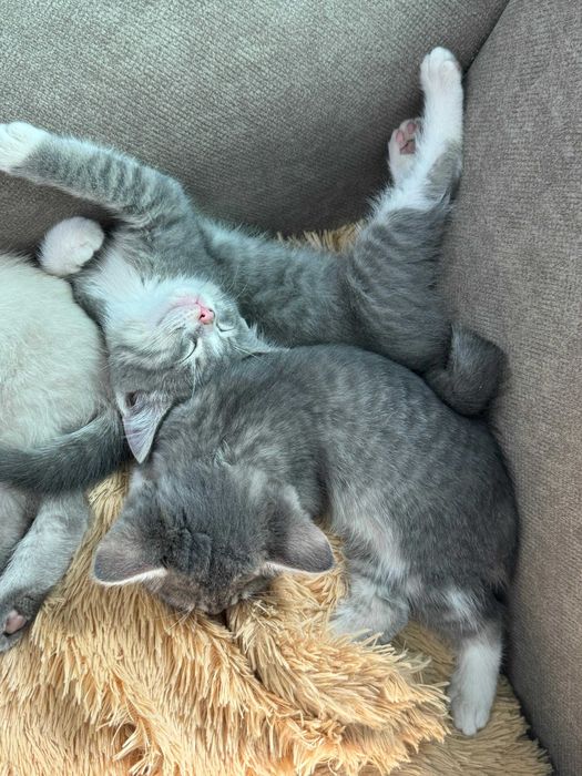 Котята в добрые руки!