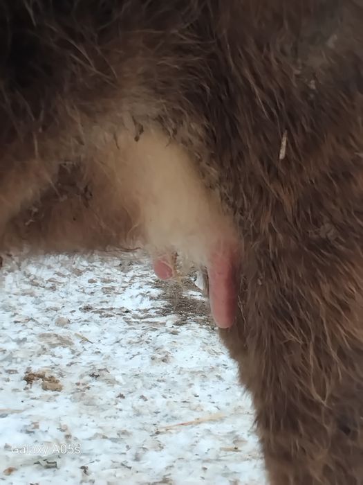 Бузаулы сиыр сатылады