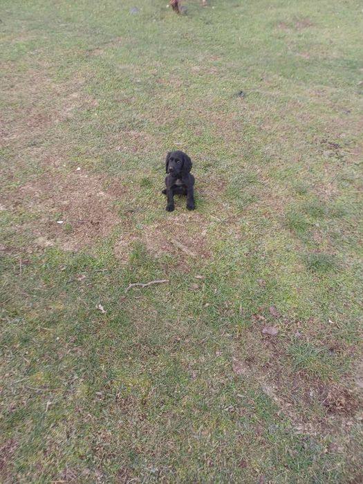 3 кученца курцхаар/кокер