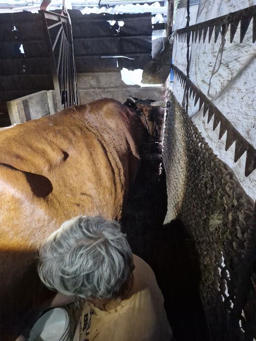 Корова с восьмым оттелом