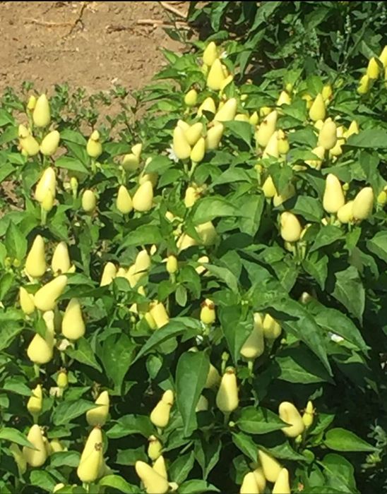 Tehnolig hizmati bibar halapeno kanserva qilish