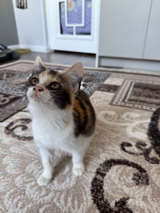 Отдам котенка в хорошие руки