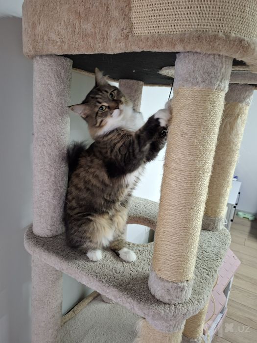 Котенок девочка 11 месяцев
