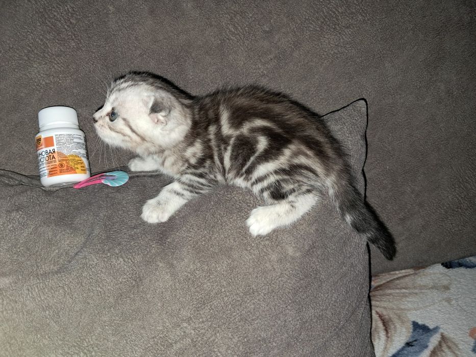 Шотландские котята!