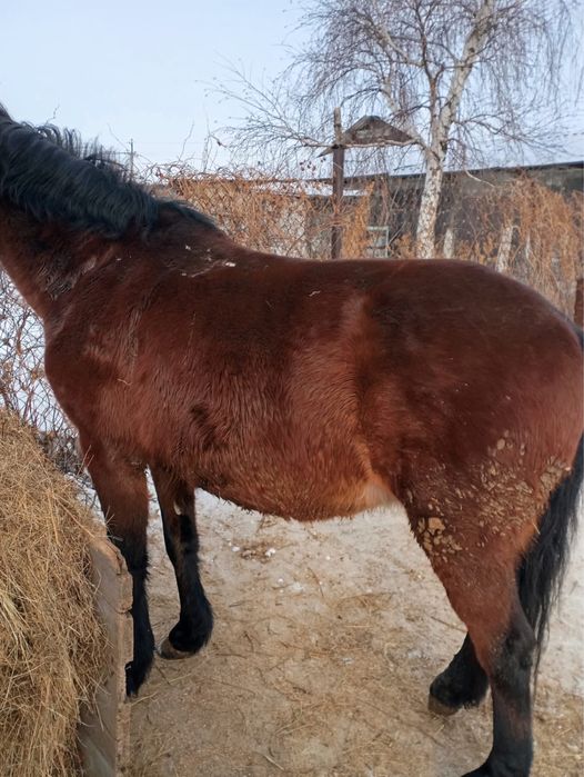 Продам кобылу, продам