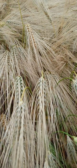 Семена ячменя Элвин