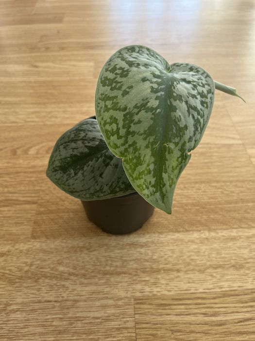 Комнатные цветочки