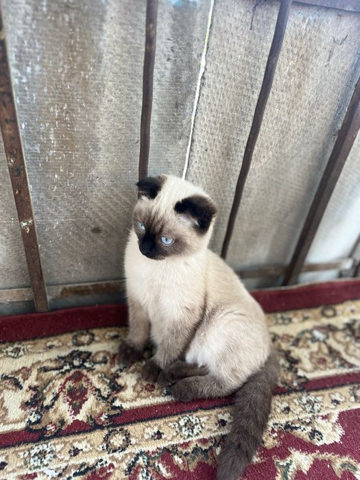 Котенок веслоухая