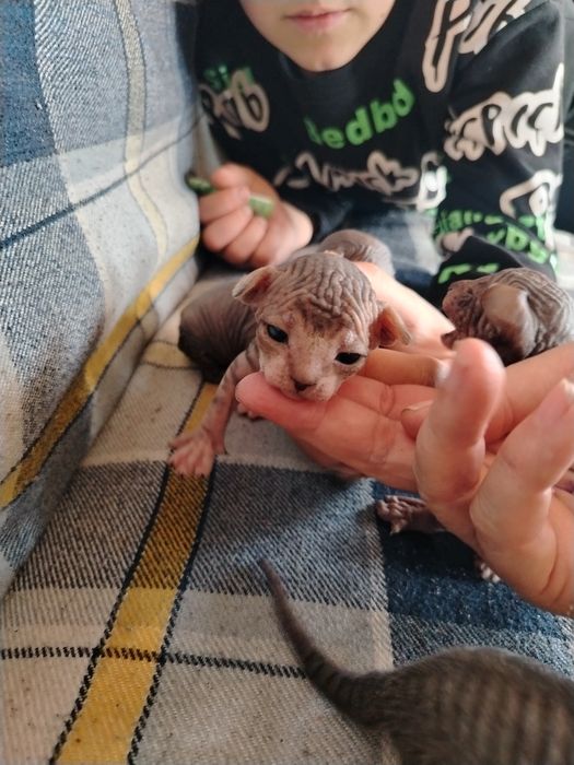 Котята сфинкс чистокровные