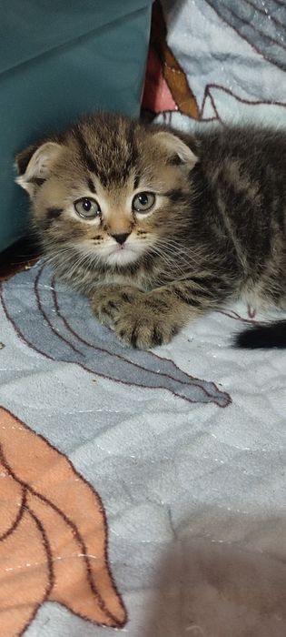 Вислоухие котята