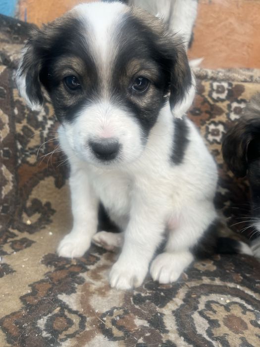 Отдам щенят в хорошие руки